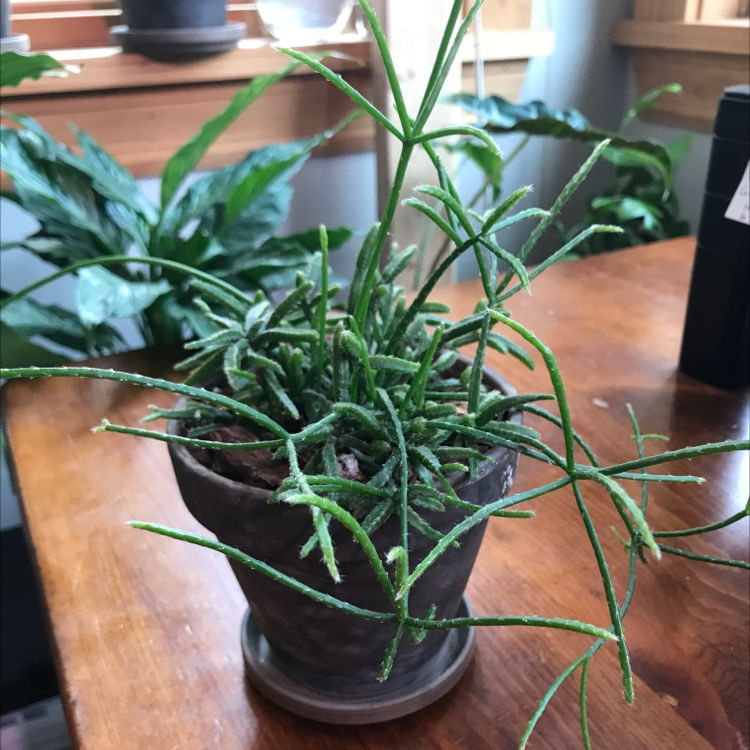 Photo of the plant species Quill-like Wickerware Cactus by Plant parent named Terry on Greg, the plant care app