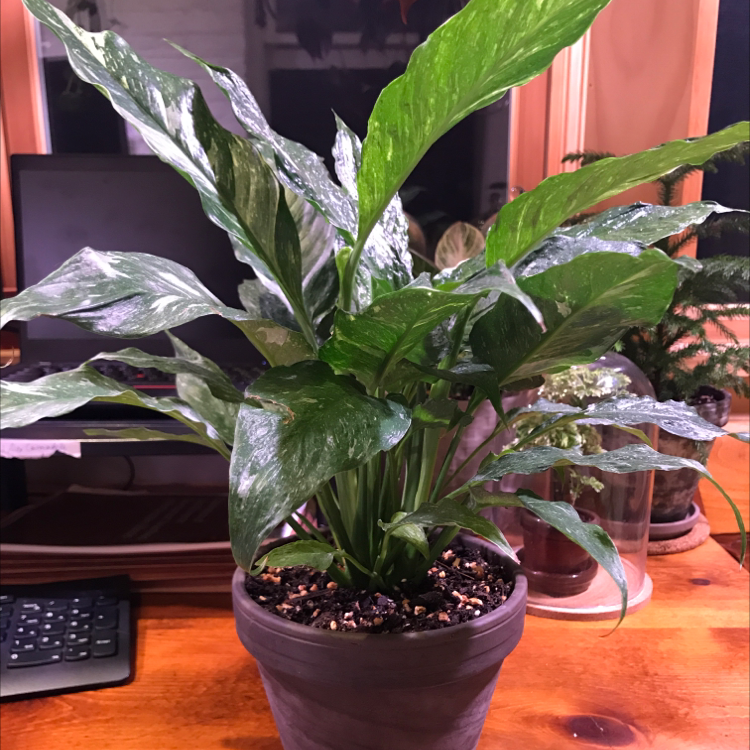Healthy Domino Peace Lily in a pot on a wooden surface.