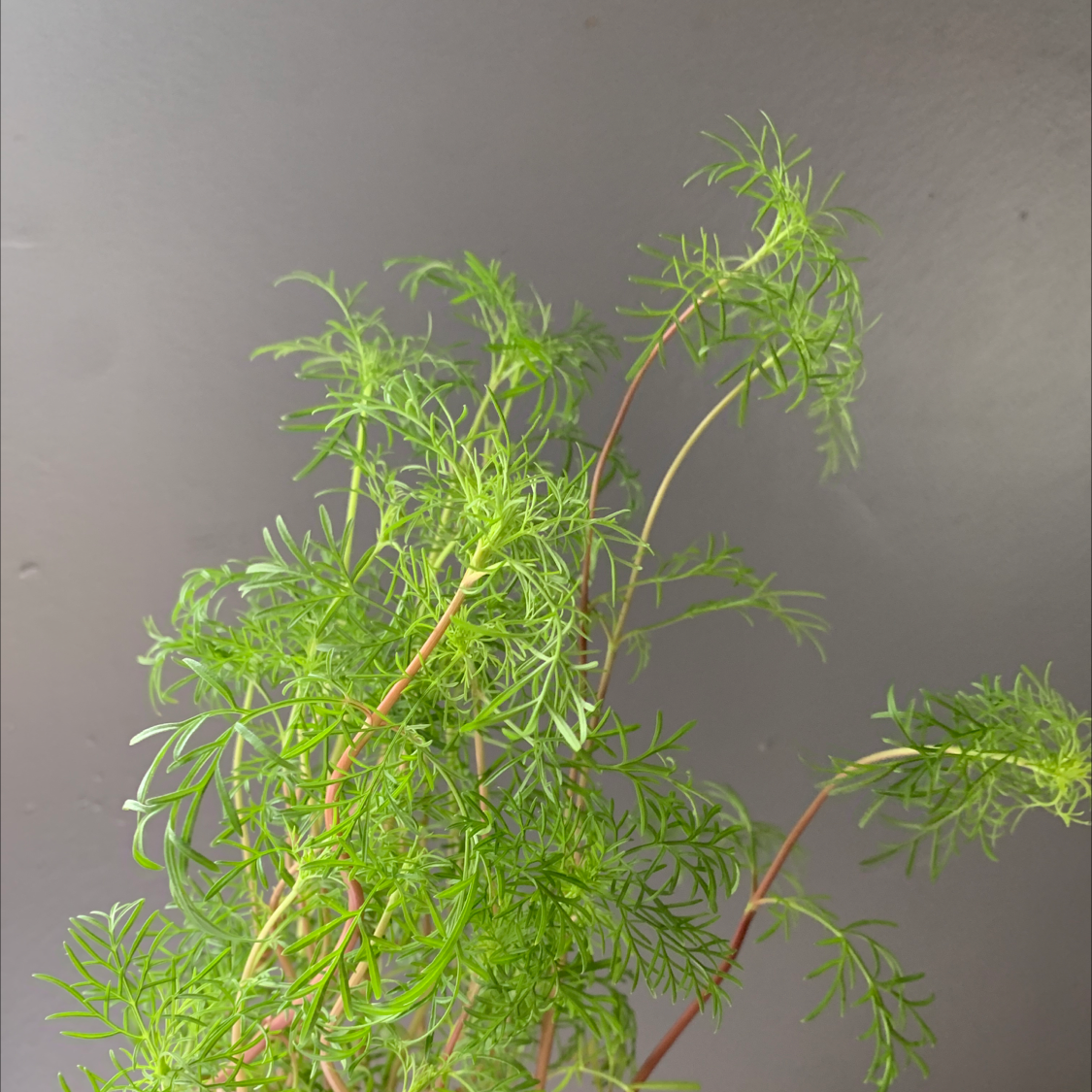Healthy Garden Cosmos plant with feathery leaves against a plain background.