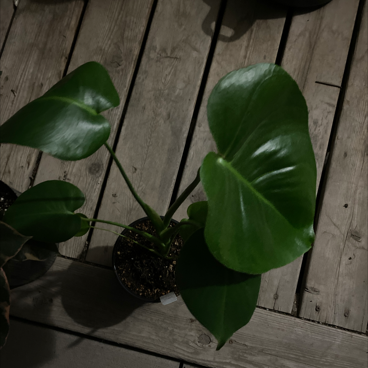 Monstera plant photo by @megap1antl0ver named Treeyoncé on Greg, the plant care app.