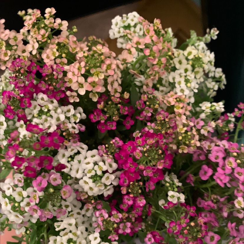 Lush bouquet of white, pink, and magenta sweet alyssum flowers in full bloom, densely clustered with healthy green foliage.