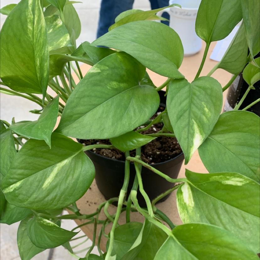 Taro Vine plant photo by Alexa named Your plant on Greg, the plant care app.
