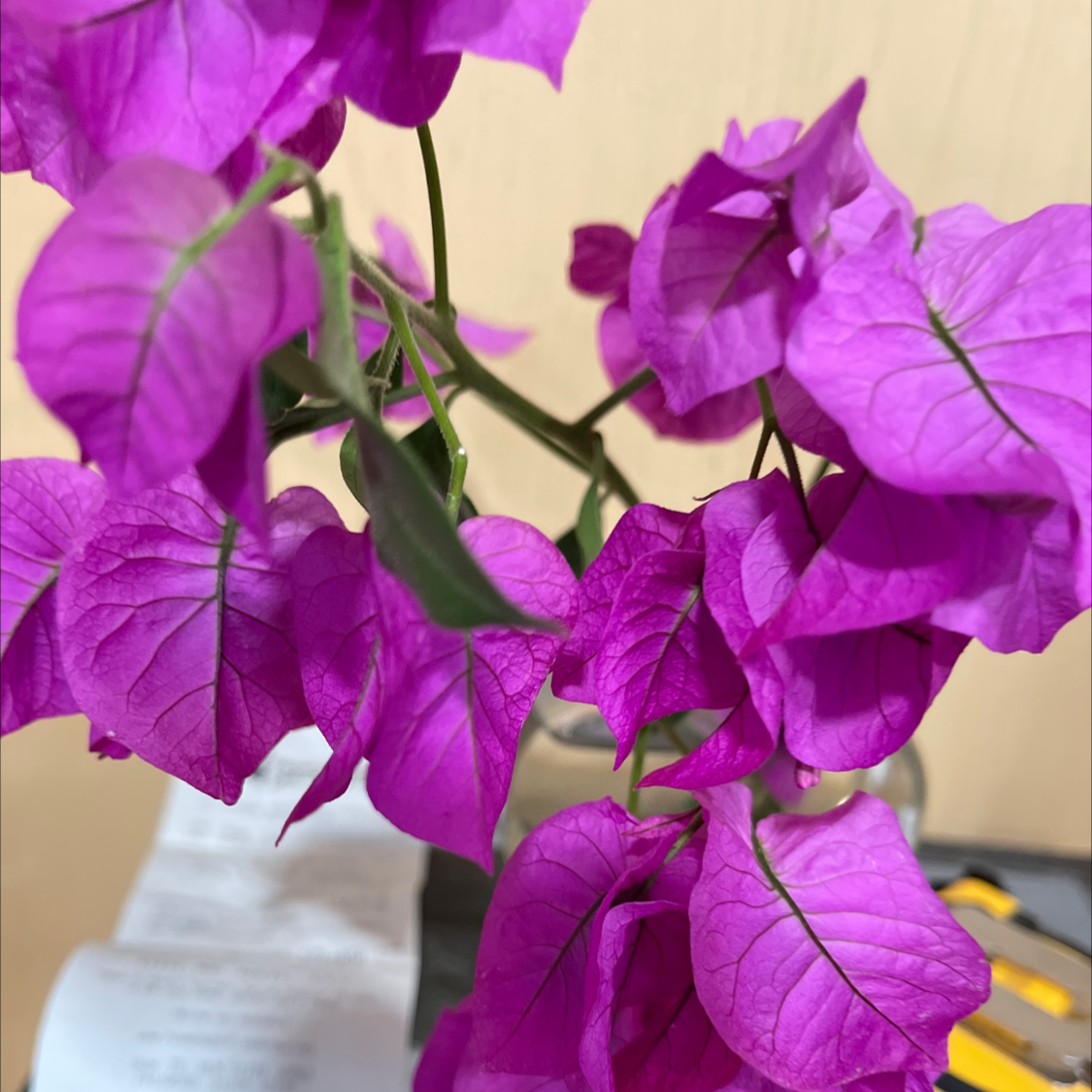 Lesser Bougainvillea with vibrant purple bracts, healthy appearance.