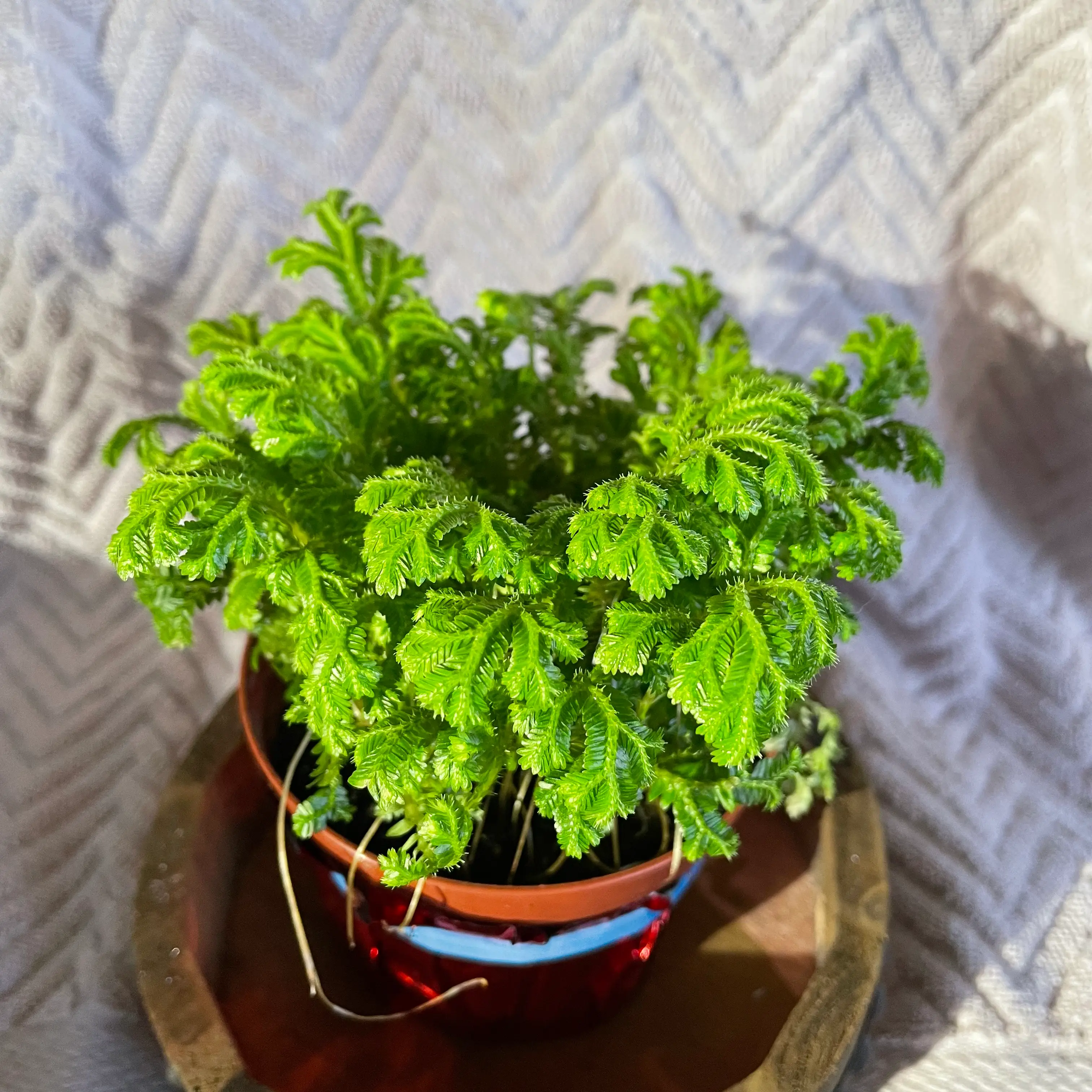 A thriving club moss plant with vibrant green, dense foliage growing in a small terracotta pot on a textured surface.