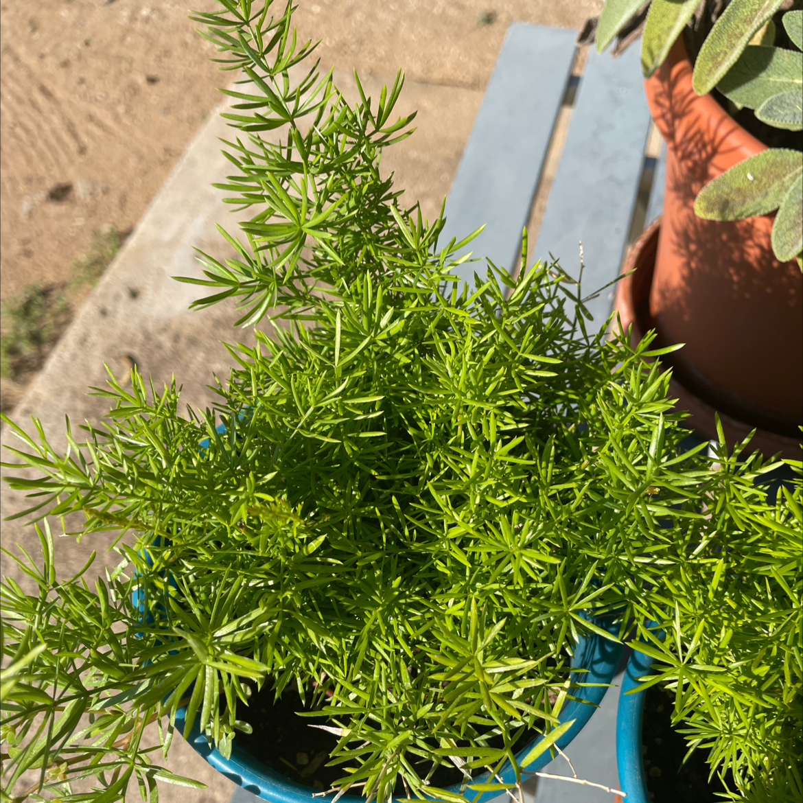 Healthy plume asparagus plant with lush green feathery foliage in a blue pot, shot against a neutral background.
