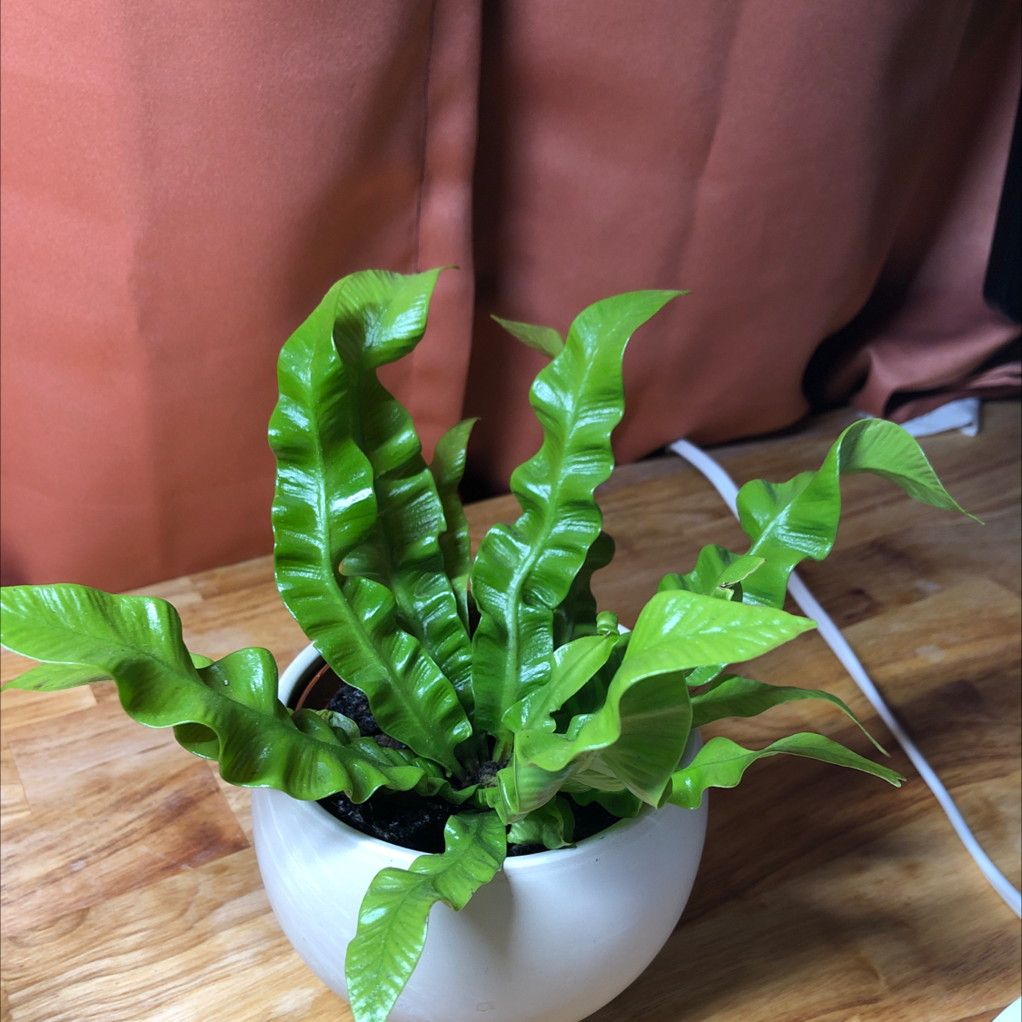 Bird's Nest Fern plant photo by Donna named Curly on Greg, the plant care app.