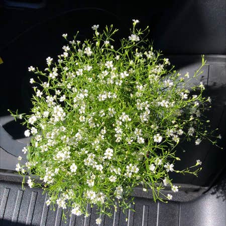 Photo of the plant species Baby's Breath by @isabellatritton named Democritus on Greg, the plant care app