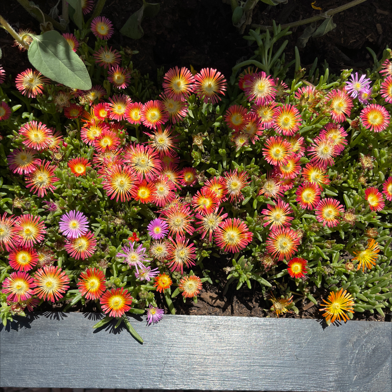 Hottentot Fig plants with vibrant, colorful flowers in a well-maintained garden bed.