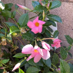 Brazilian Jasmine plant