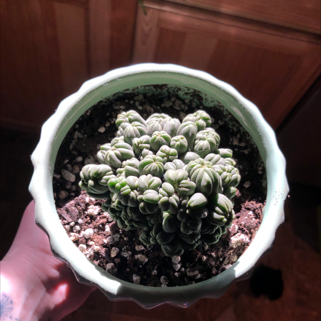 Corsican Stonecrop plant in a pot with visible soil, held by a hand.