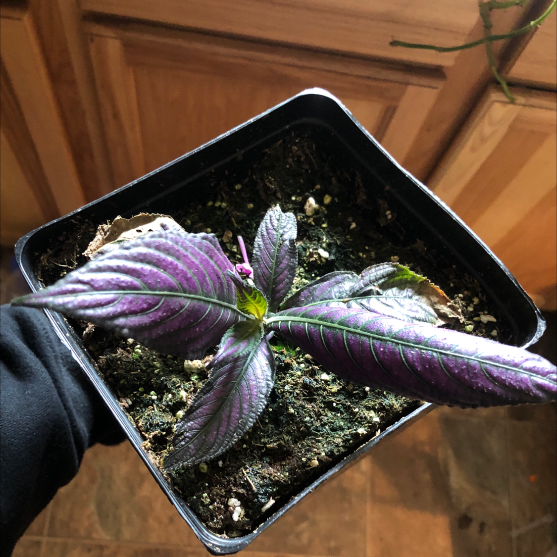 Persian Shield plant with vibrant purple leaves in a small black pot.