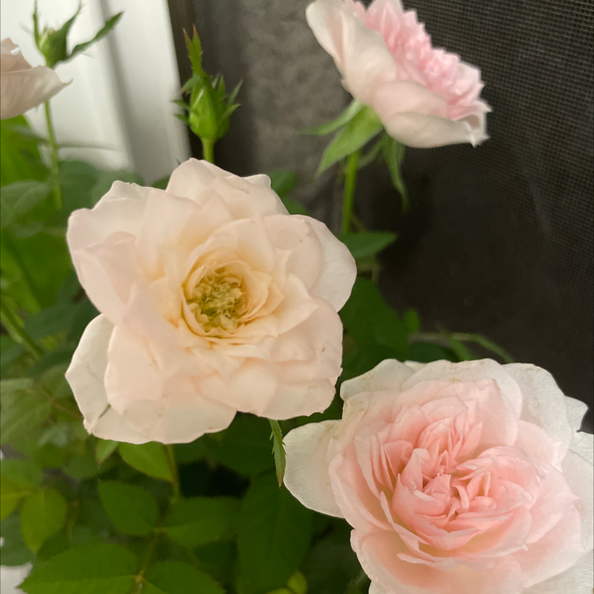 Chinese Peony plant with multiple healthy flowers in bloom.