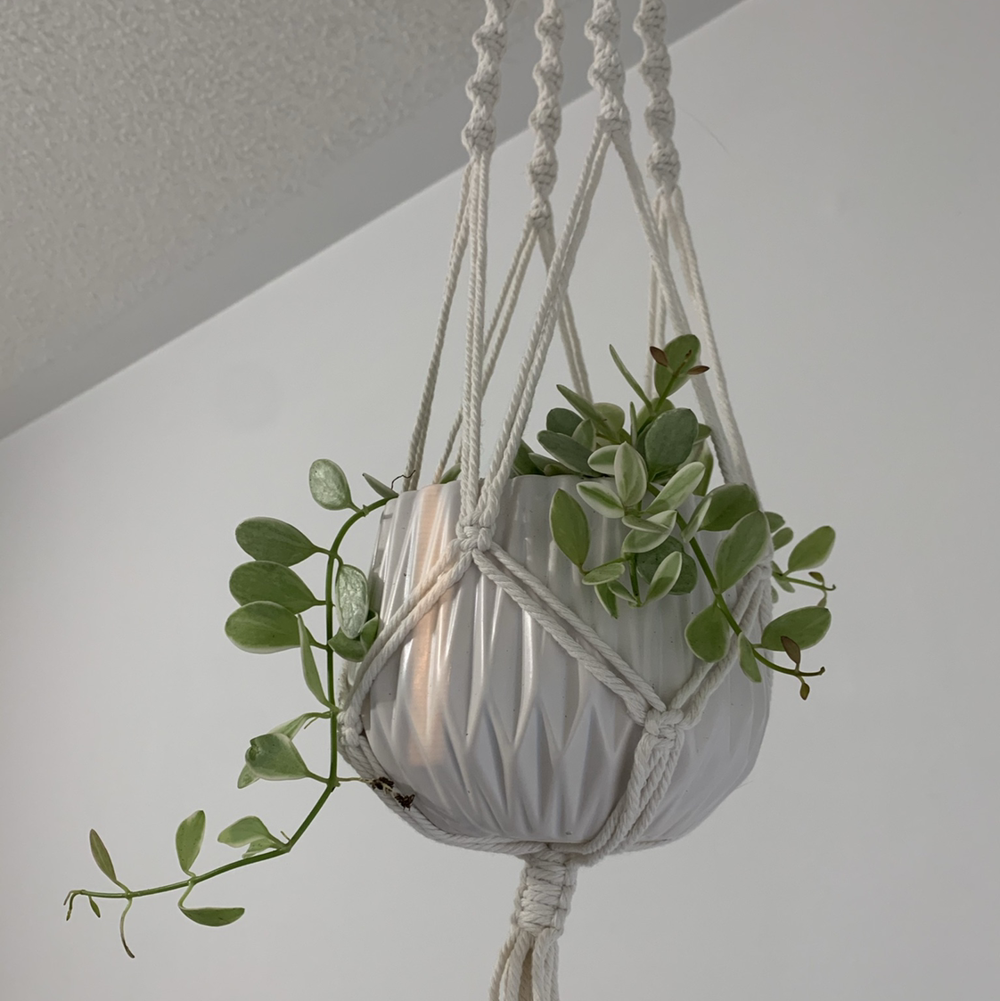 Photo of the plant species Dischidia oiantha 'Variegata' by @christiinegonzales named Bort on Greg, the plant care app