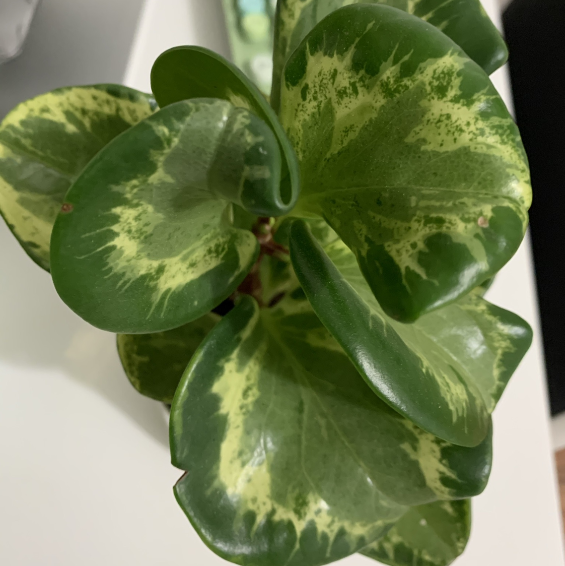 Marble Peperomia plant with variegated green and cream leaves, appearing healthy.