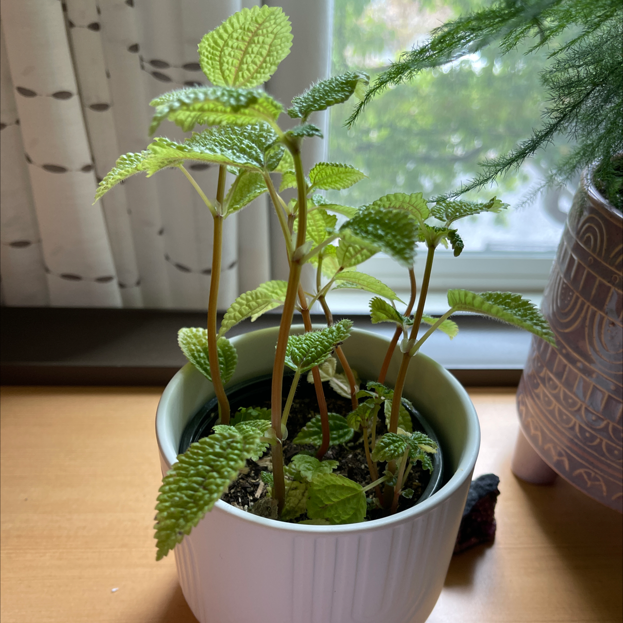 Photo of the plant species Creeping Charlie by @Emeliamae named Xena on Greg, the plant care app