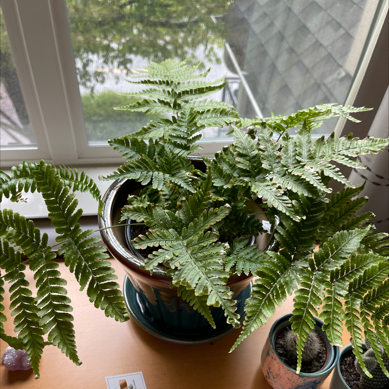Photo of the plant species Autumn Fern by @Emeliamae named Willow on Greg, the plant care app