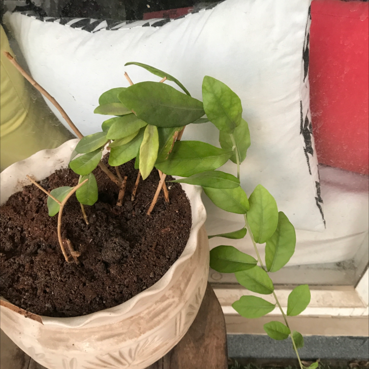 Photo of the plant species Vernonia Creeper by Isha named Your plant on Greg, the plant care app