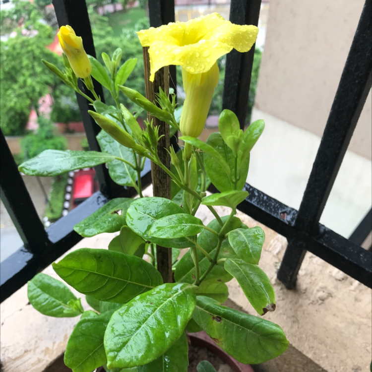 Photo of the plant species Golden Trumpet by Isha named Your plant on Greg, the plant care app