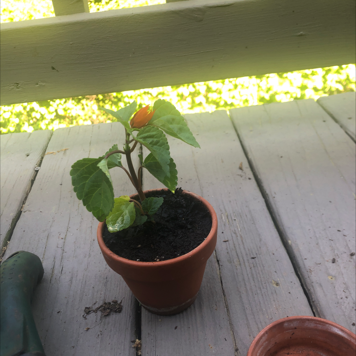 Potted Scarlet Sage plant with green leaves and a flower bud on a wooden surface.