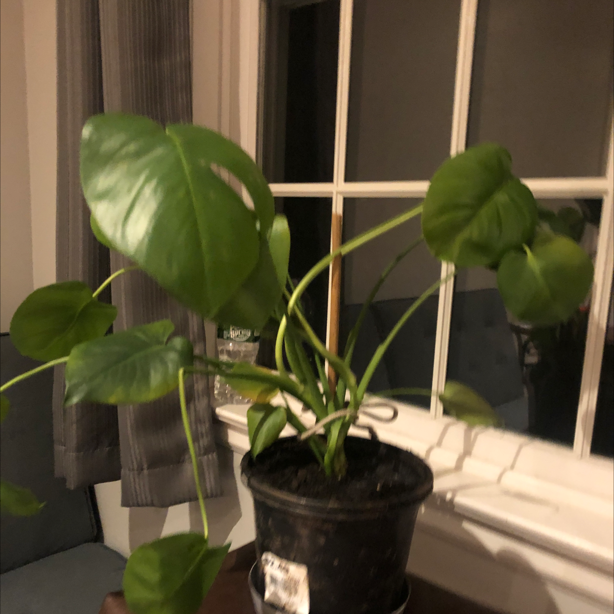 Monstera plant photo by @Blinkluvs named Monstera on Greg, the plant care app.
