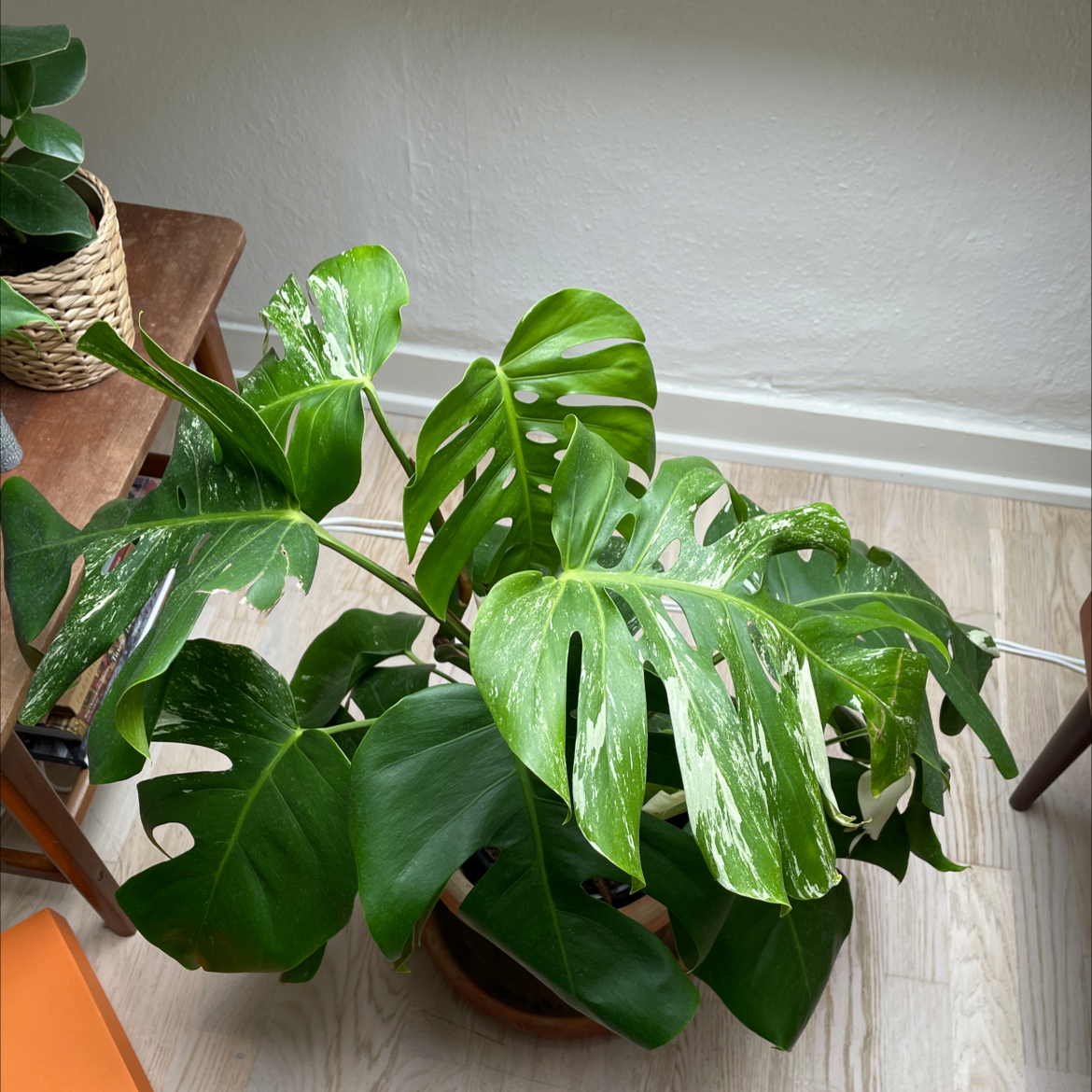 Variegated Monstera plant with white and green leaves in a pot indoors.
