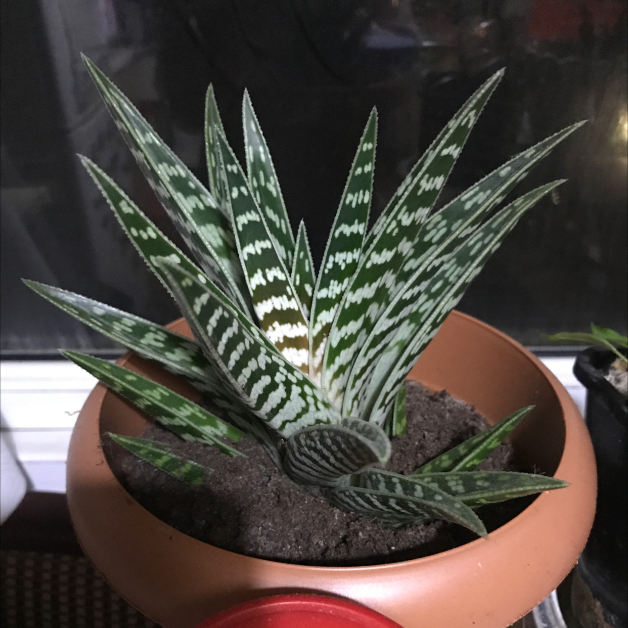 Photo of the plant species Tiger Aloe by Chui named Your plant on Greg, the plant care app