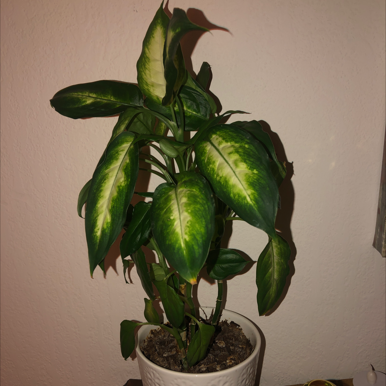Dieffenbachia plant photo by @polksaladannie named Diffenbachia on Greg, the plant care app.