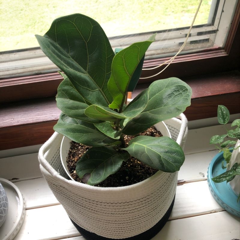 Healthy Fiddle Leaf Fig plant in a white pot near a window.