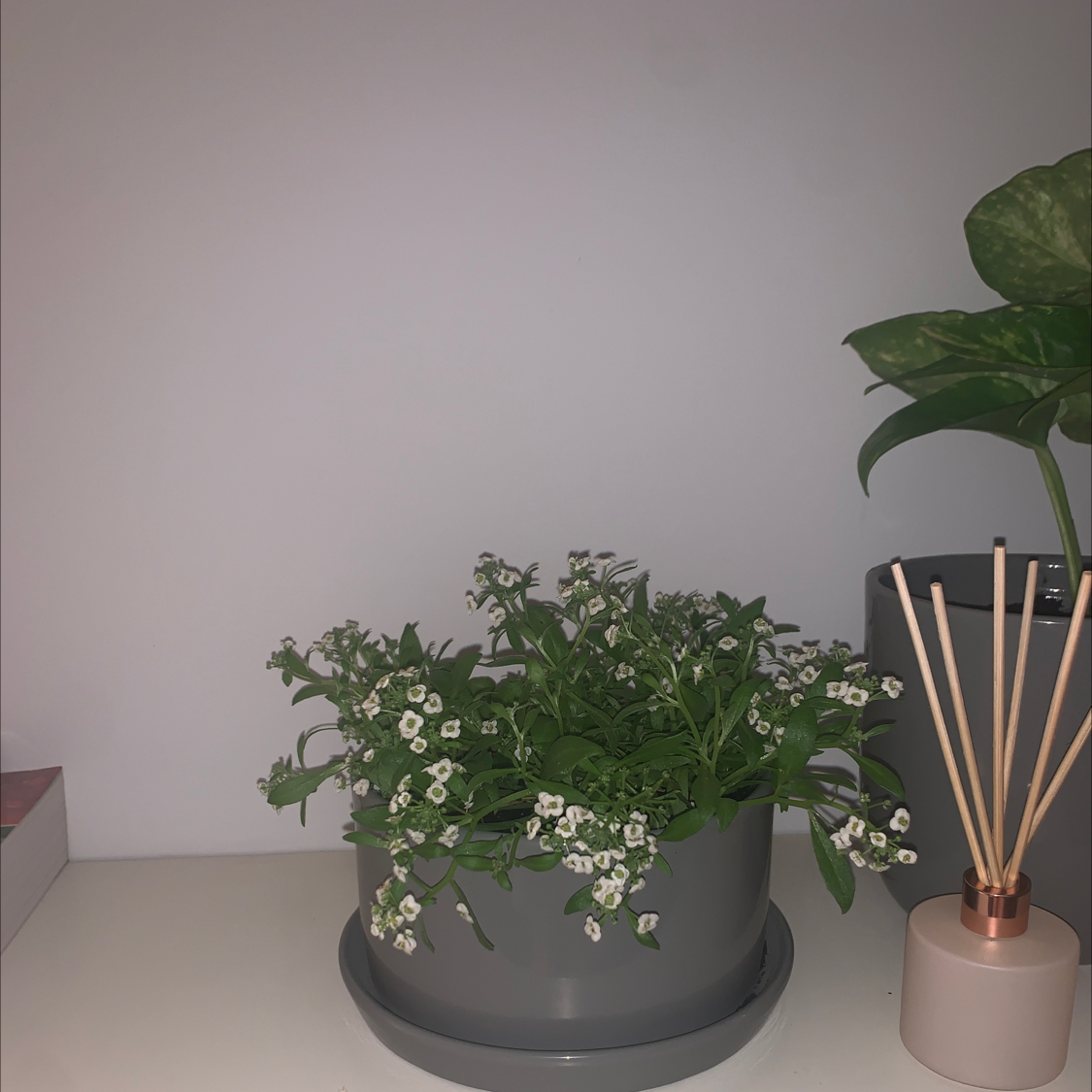 Healthy Sweet Alyssum plant in full bloom with abundant white flowers and vibrant green foliage in a black plastic pot.