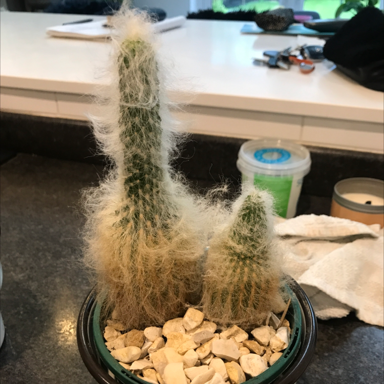 Photo of the plant species Old Man Cactus by @ChloePlantHoey named Einstein on Greg, the plant care app