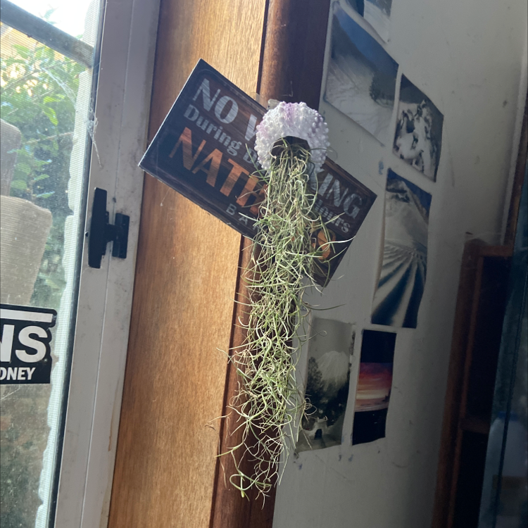 Spanish Moss plant hanging indoors near a window with various photographs in the background.