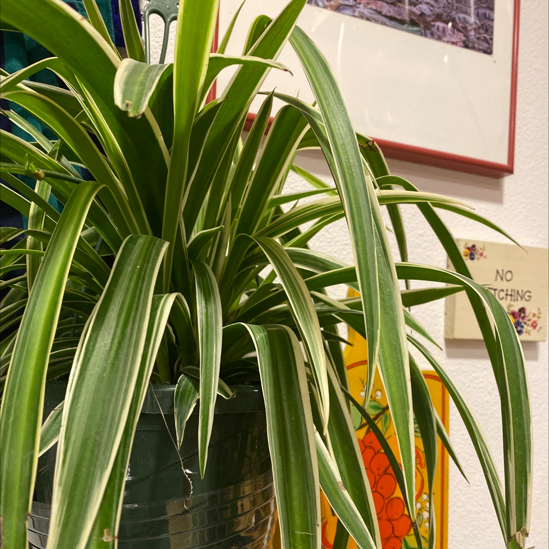 Spider Plant plant photo by @tea_tree_soil named s-peter on Greg, the plant care app.