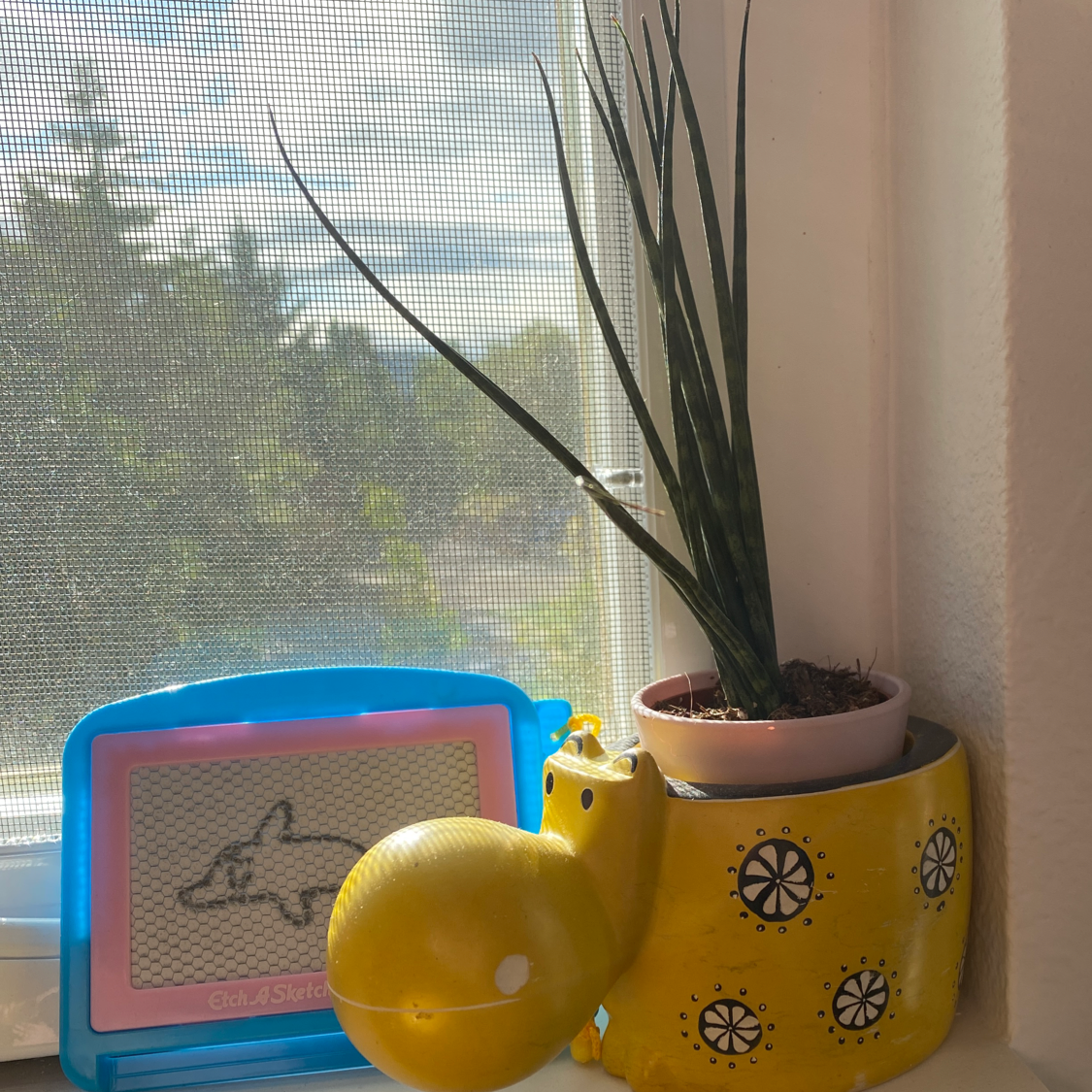 Cylindrical Snake Plant plant photo by @tea_tree_soil named hippo on Greg, the plant care app.