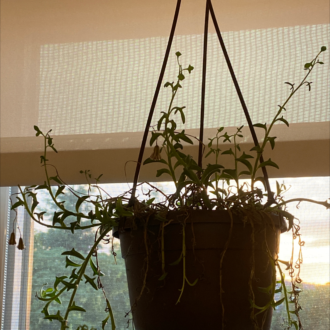 Dolphin Plants plant photo by @tea_tree_soil named dollie d. on Greg, the plant care app.