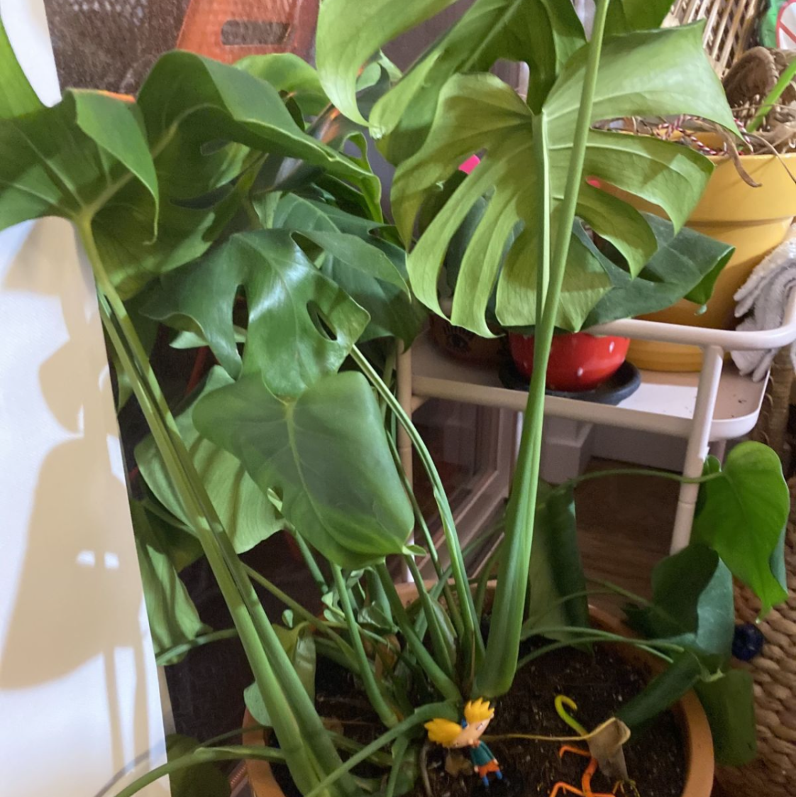 Monstera plant photo by @tea_tree_soil named arnold on Greg, the plant care app.