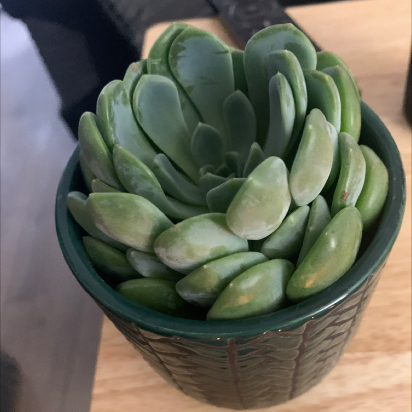 Echeveria Runyonii plant photo by @aimeegray99 named Hamilton on Greg, the plant care app.
