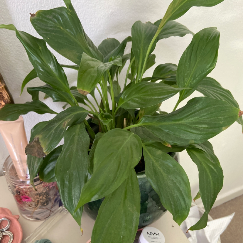 Peace Lily plant photo by Macey named Japanese peace lily on Greg, the plant care app.