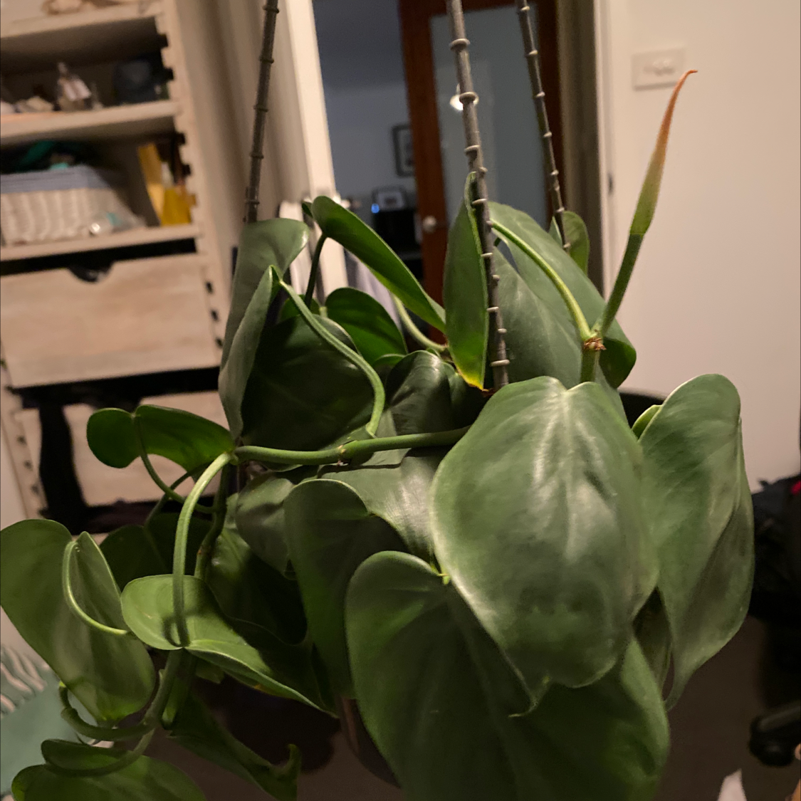 Philodendron Scandens plant photo by @makmeek named Elina on Greg, the plant care app.
