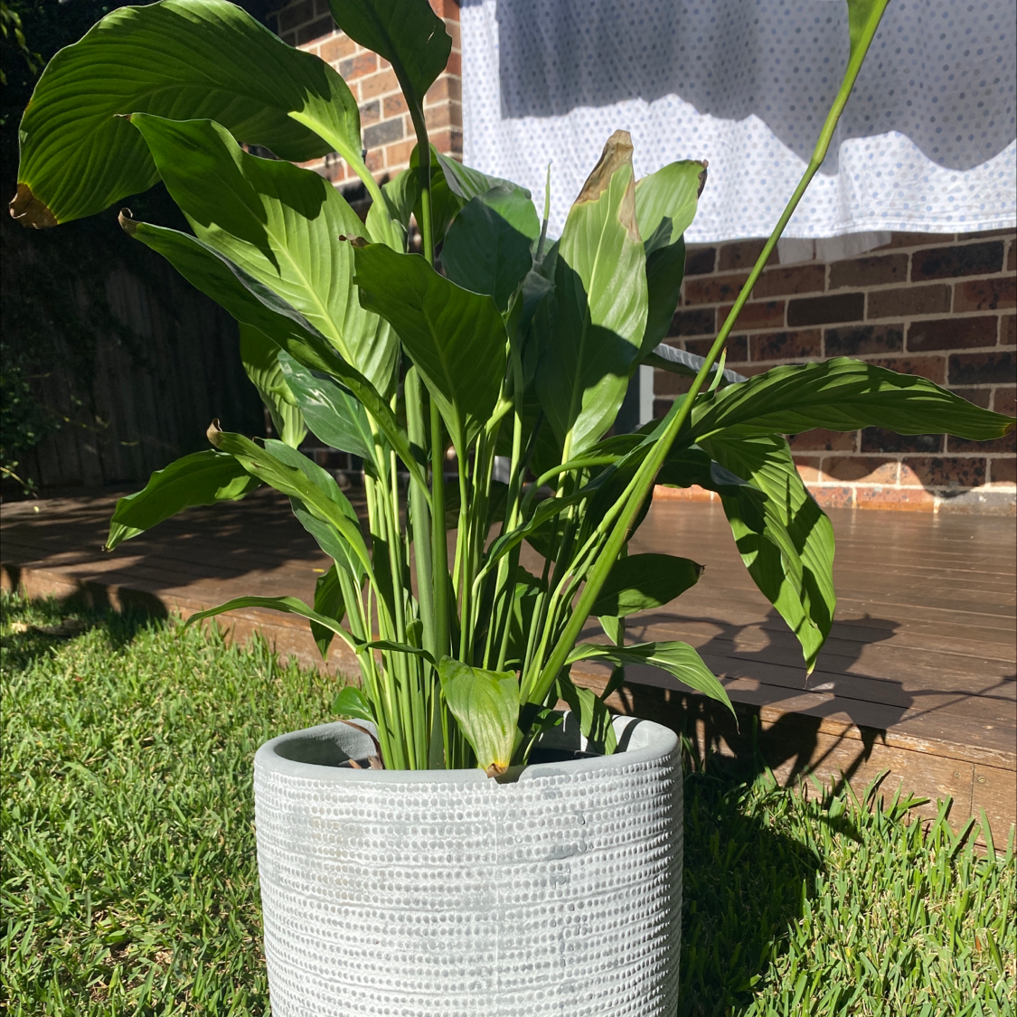 Peace Lily plant photo by @makmeek named Sol on Greg, the plant care app.