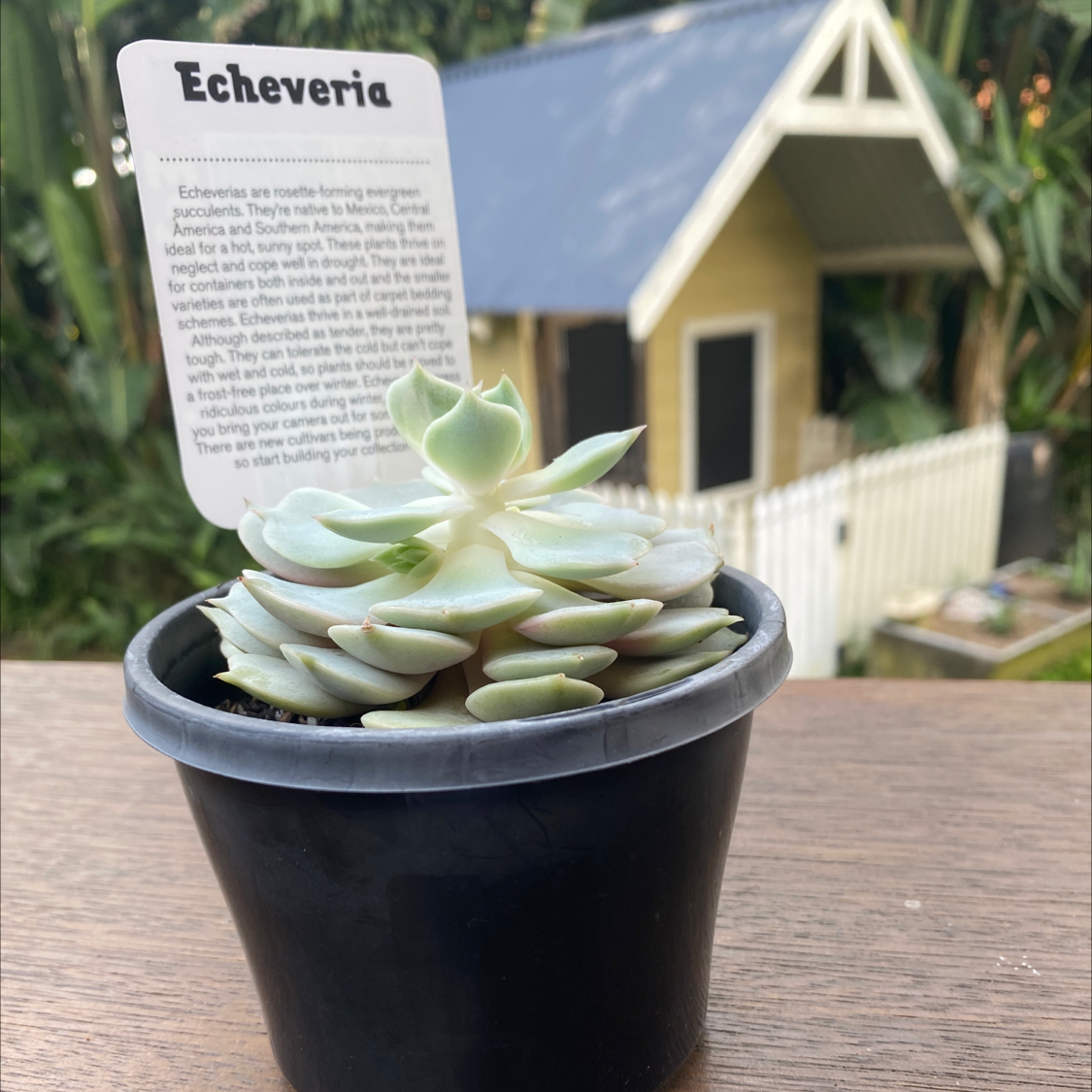 Mexican Snowball plant photo by @makmeek named Lola on Greg, the plant care app.