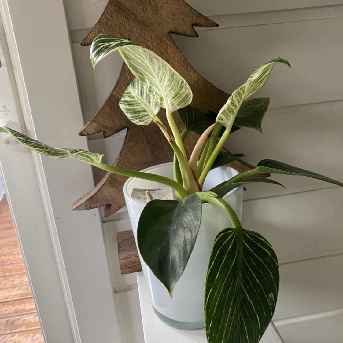 Photo of the plant species Philodendron 'White Measure' by @hask named Girlfrond on Greg, the plant care app