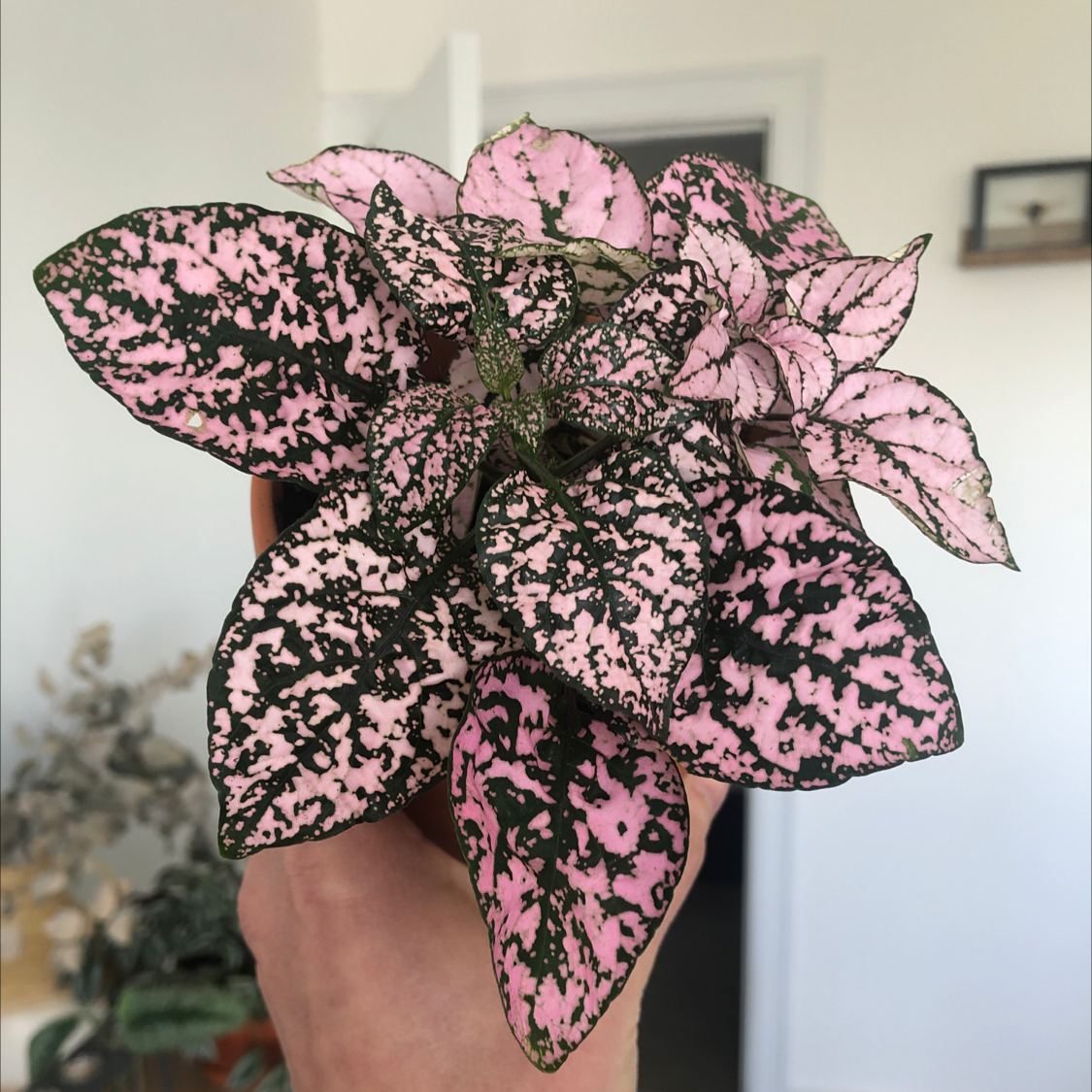 Photo of the plant species Polka Dot Plant by Nina named Hypoestes 2 on Greg, the plant care app