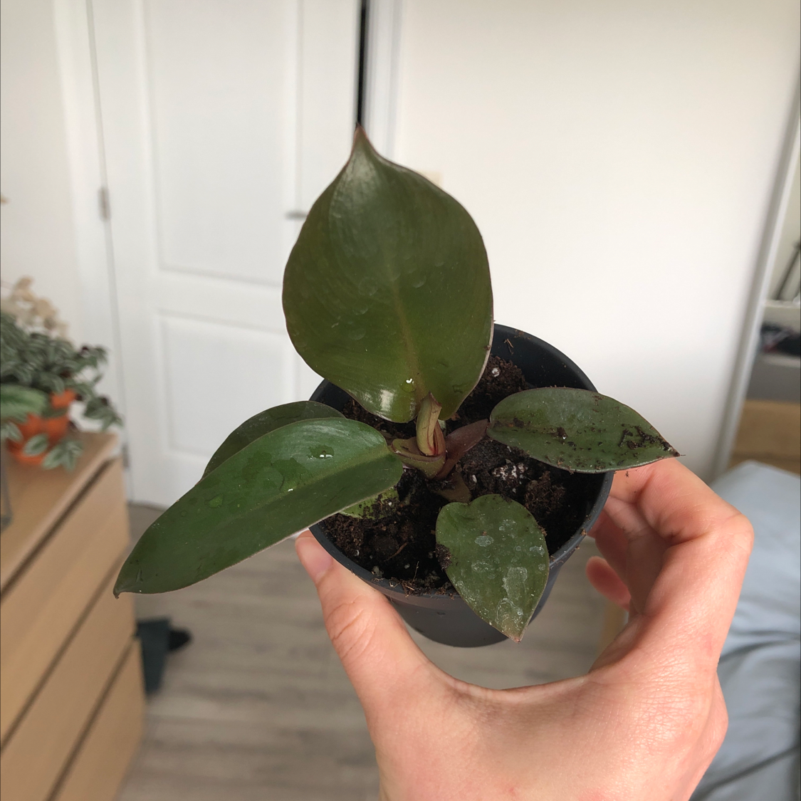 Philodendron 'Black Cardinal' plant held by a hand, dark green leaves, small pot.