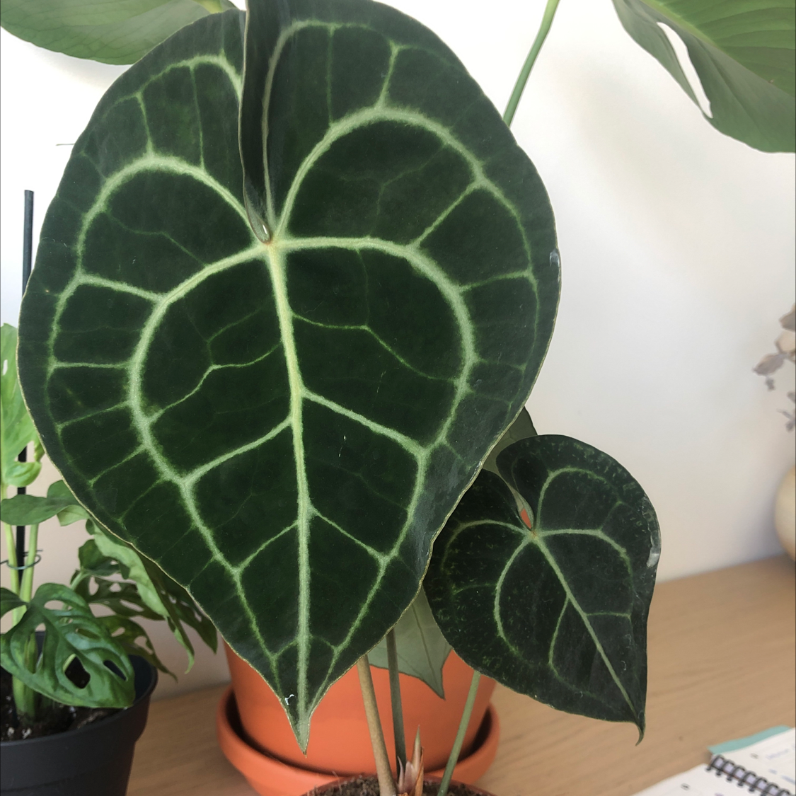 Photo of the plant species Velvet Cardboard Anthurium by Nina named Anthurium clarinervius on Greg, the plant care app