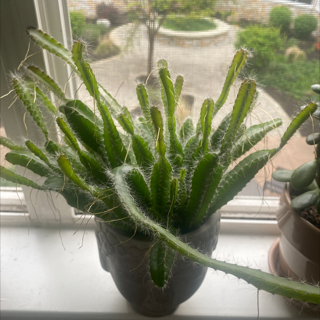 Night-Blooming Cereus plant on a windowsill, appears healthy with no visible soil.