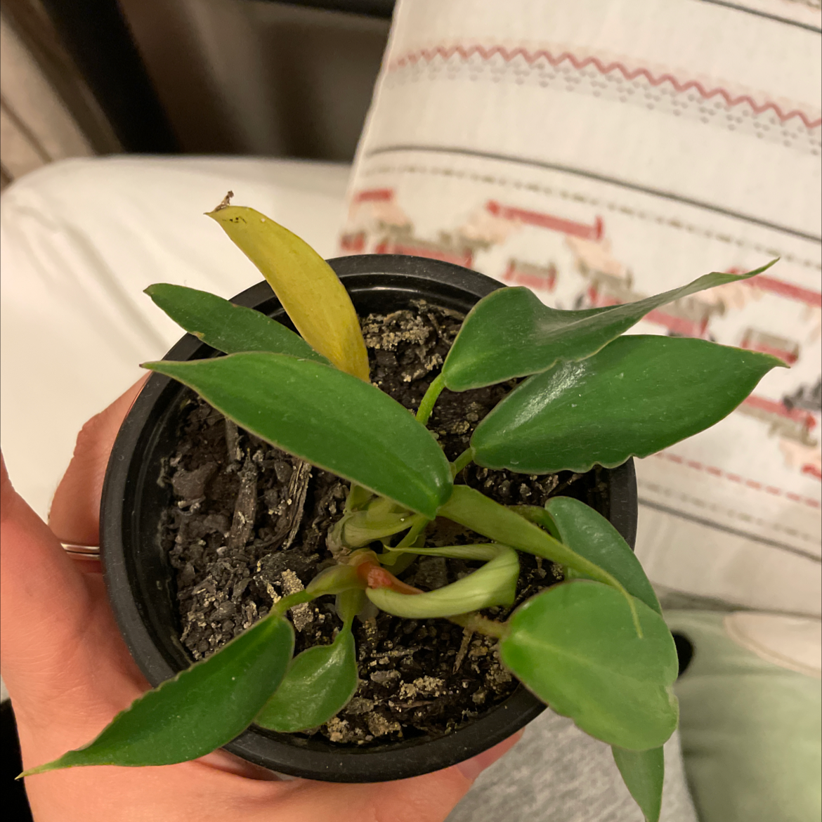 Potted Hairy Philodendron with visible soil and one yellowing leaf.
