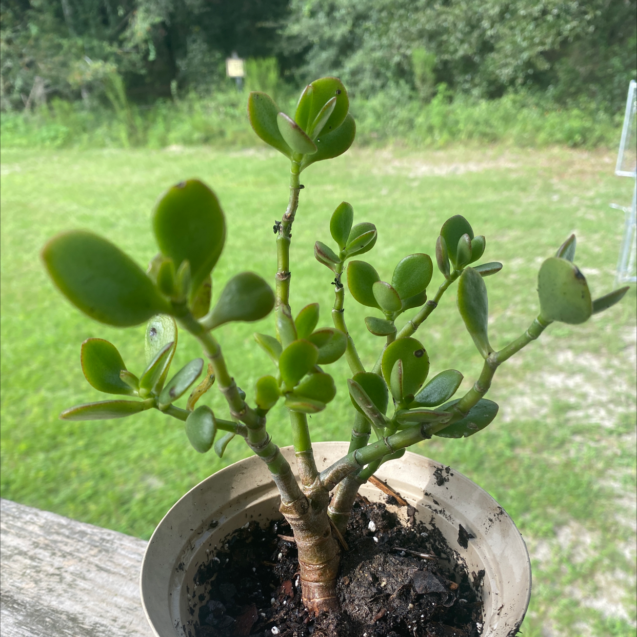Lucky Plant plant photo by @Bumblebees named Morgan Treeman on Greg, the plant care app.