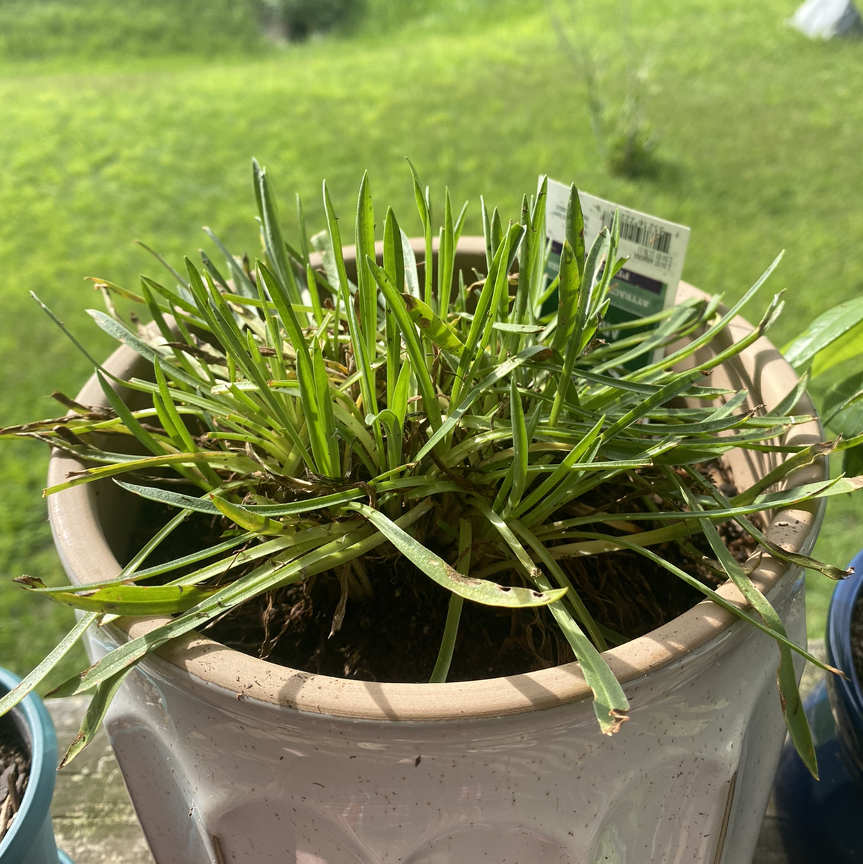 Armeria Maritima plant photo by @Bumblebees named Sproutacus on Greg, the plant care app.