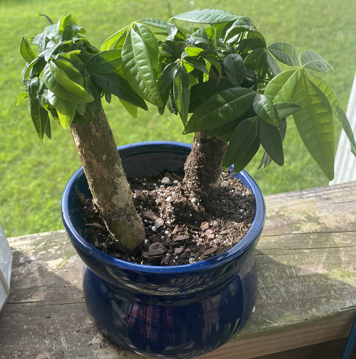 Money Tree plant photo by @Bumblebees named Coworker on Greg, the plant care app.