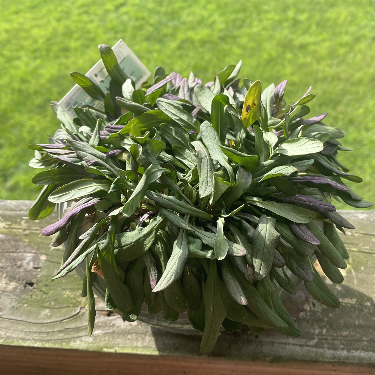 Blue Bugle plant photo by @Bumblebees named Sir Plancelot on Greg, the plant care app.